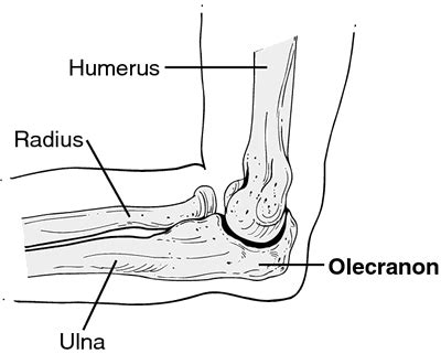 Olecranon | definition of olecranon by Medical dictionary