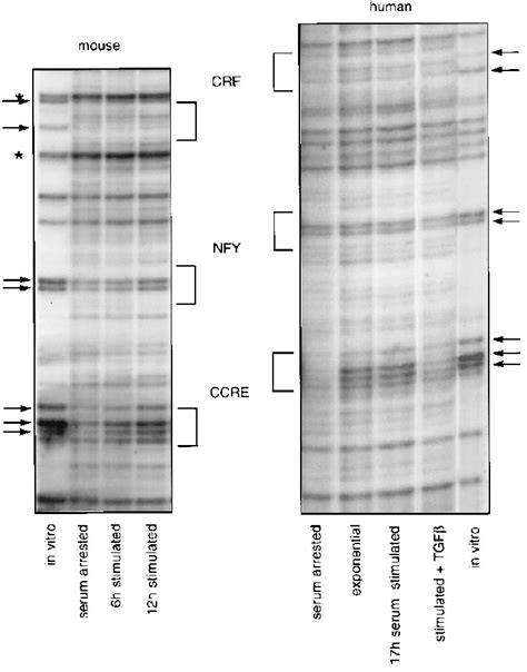 In Vivo Dms Footprinting Of The Conserved Region Present In Mouse And