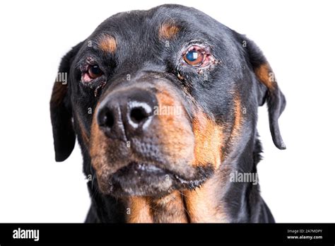 Red swollen inflamed dog's eyes during an infection Stock Photo - Alamy