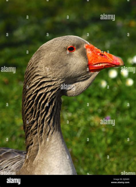 Toulouser Gans Hi Res Stock Photography And Images Alamy