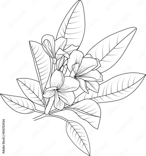 Frangipani Flower Drawing Isolated Flower Hand Drawn Vector Sketch