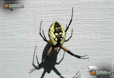 Black And Yellow Garden Spider