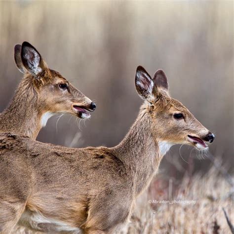 Two Deer Standing Next To Each Other In A Field