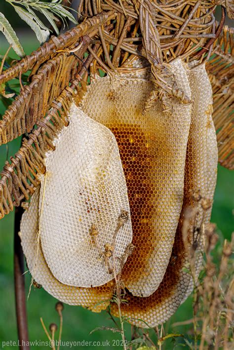 Imgp0959 Honey Bee Nest Honey Bee Nest Pete Hawkins Flickr