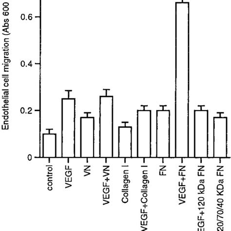 Fn Potentiates Vegf Induced Endothelial Cell Migration Hmvecs