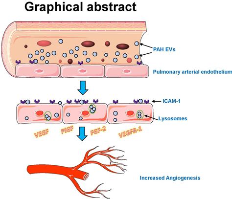 Role Of Extracellular Vesicles In Pulmonary Arterial Hypertension