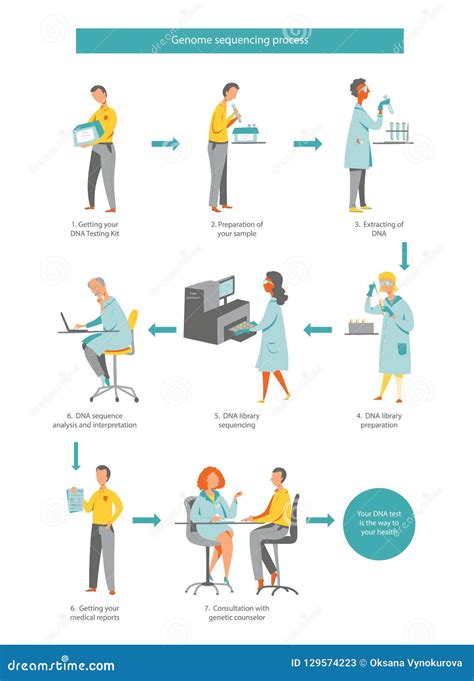 Genome Sequencing Sheme Human Genome Project Vector Image Hot Sex Picture