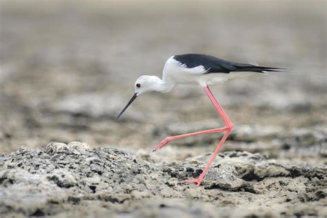 Bird Black-winged Stilt hatching eggs 5628202 Stock Photo at Vecteezy