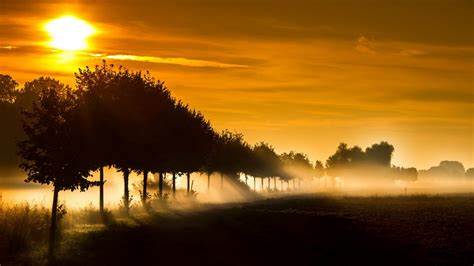 Wallpaper Sunlight Trees Lights Sunset Nature Field Sunrise