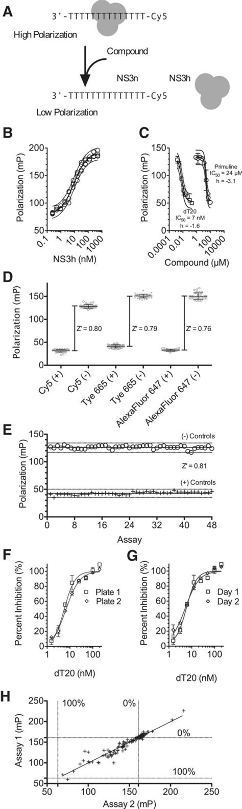 Fluorescence Polarization Fp Based Assay To Monitor The Interaction Download Scientific