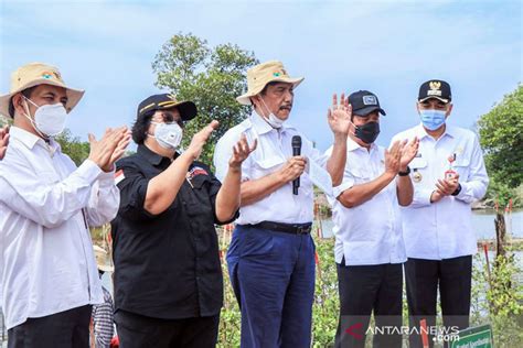 Brgm Rehabilitasi Mangrove Untuk Pemulihan Lingkungan Dan Ekonomi