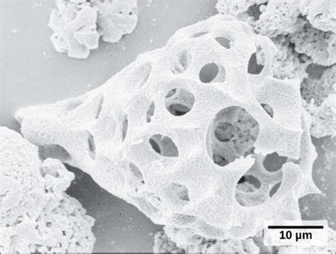 Groups Of Protists Introductory Biology Evolutionary And Ecological Perspectives