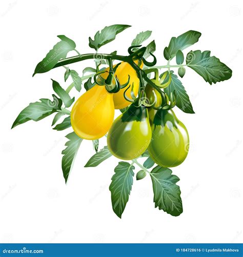 Tomates Amarillos Y Verdes Con Hojas Verdes Sobre Fondo Blanco