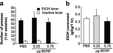 BDNF Injection Into The Shell Of The NAc Does Not Alter Ethanol