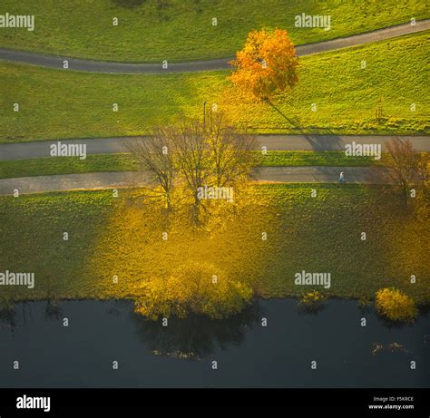 árboles de hoja caduca europa fotografías e imágenes de alta resolución