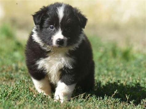 7 chiots Border Collies mâles et femelles LOF à réserver Petite