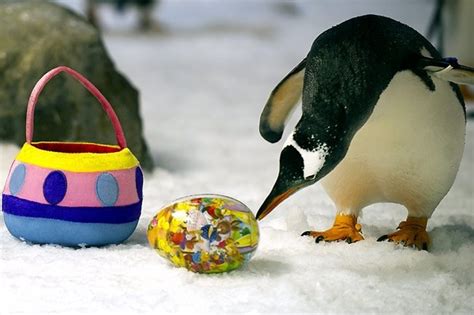 Penguin Love Cute Penguins Gentoo Penguin Easter Egg Hunt Say Hello