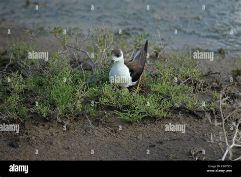 Black Winged Stilt Himantopus Himantopus Stock Photo Alamy