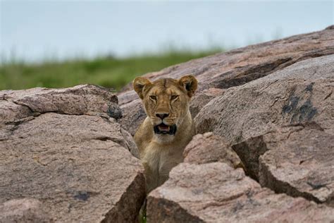 Classic Tage Serengeti Nationalpark Ngorongoro Krater Getyourguide