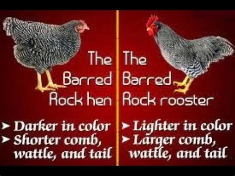 Barred Rock Rooster Vs Hen