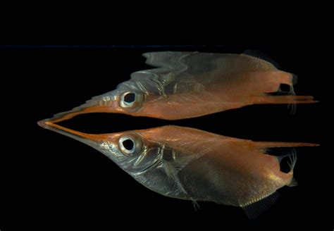 Snipefish Macroramphosus Scolopax Joel Sartore