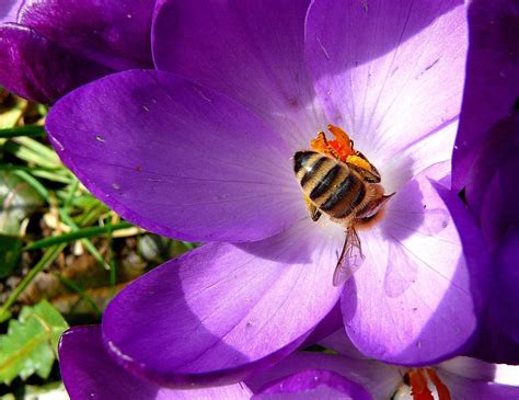 Bunter Frühling 4 Krokus Mit Biene Crocus Hybr Foto And Bild