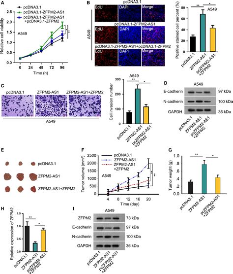 LncRNA ZFPM2AS1 Promotes Lung Adenocarcinoma Progression By