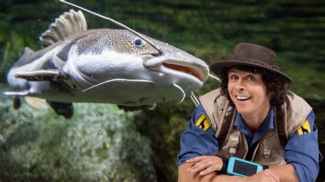 Andys Safari Adventures Series 1 14 Andy And The Catfish BBC IPlayer