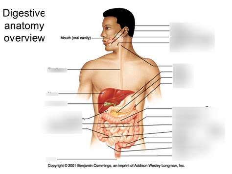 Biology Final Exam Diagram Quizlet