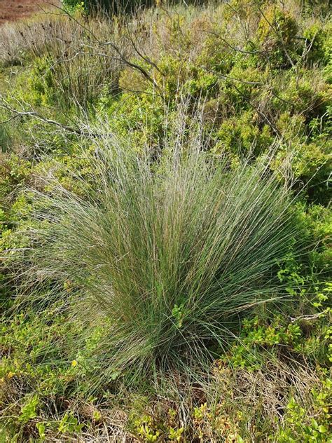 Tussock Grass Logan Native Grasses INaturalist