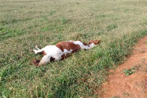 Égua morre em Lins SP e homem é multado em R 6 mil por maus tratos