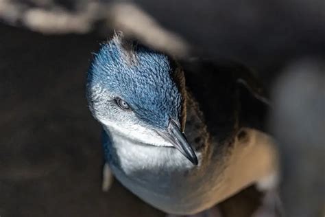 St Kilda Penguins At St Kilda Pier Information Vic Travel