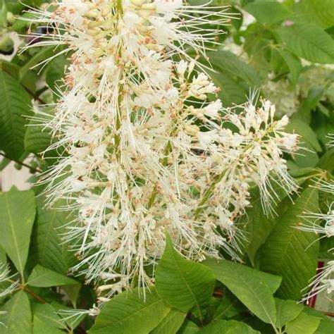 Bottlebrush Buckeye | Plant Addicts