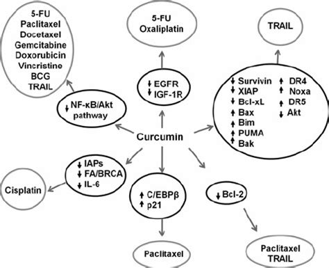 Molecular Targets Of Genistein Regulating The Enhancement Of Action Of