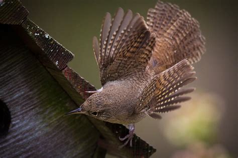 Feather Tailed Stories House Wren