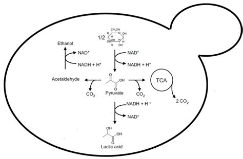 Alternative Souring Methods Acid Producing Yeast Strains Brew Your Own