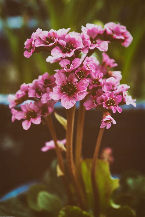 Kostenlose foto Natur Ast blühen Fotografie Blatt Blume