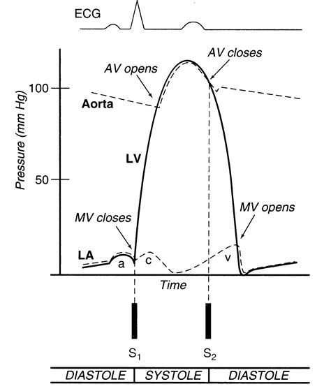 Normal Circulation And Congestive Heart Failure