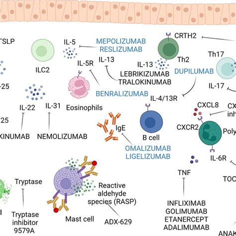 Biologic Therapy Of Bronchial Asthma And Other Allergic Disorders Most