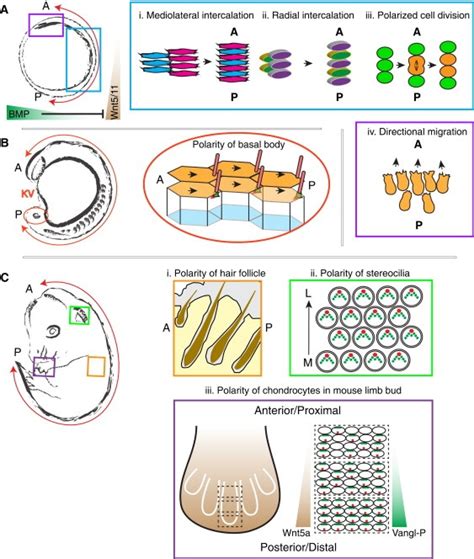 1000+ images about Cell Polarity on Pinterest | Neuroscience, Pathways ...