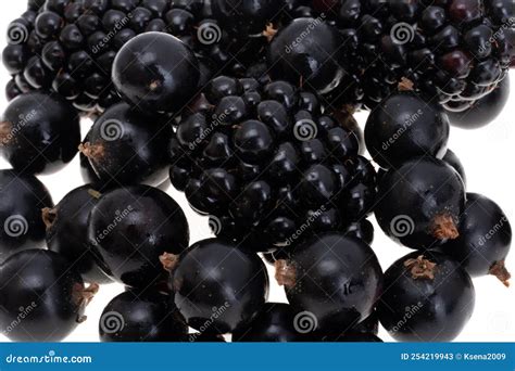 Blackcurrant Fruits Isolated Stock Image Image Of Organic Fresh