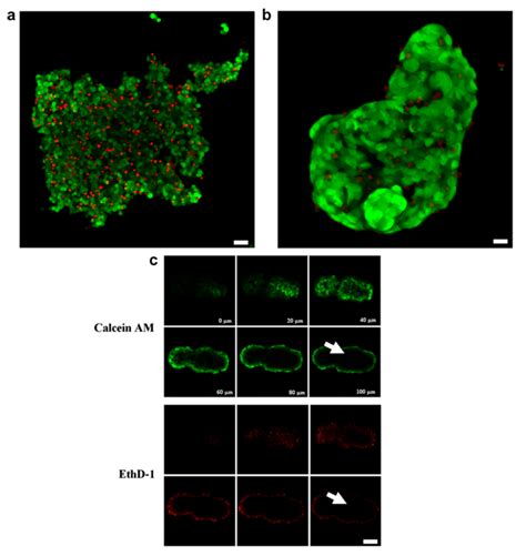 Ultrasound Formed Hepg2 Cell Aggregates Embedded In Alginate Retains