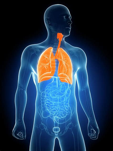 Healthy Lungs Photograph by Sciepro/science Photo Library - Pixels