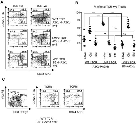 Peripheral Wt1 Specific T Cells Differentiate Into Memory T Cells