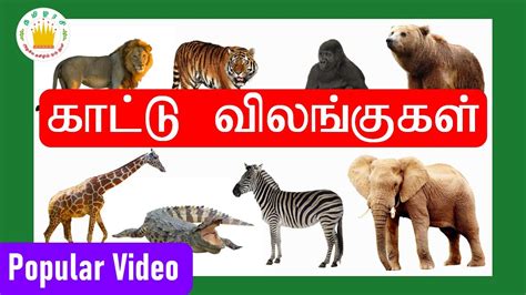 30 கடட வலஙககள Kattu vilangugal 30 Tamil Wild animals name