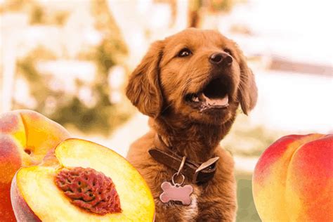 Can Dogs Eat Peaches Is It Safe For Dogs To Eat Peaches Petsynse