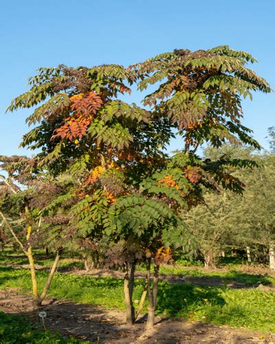 Aralia elata / Аралія високоросла — Evasad