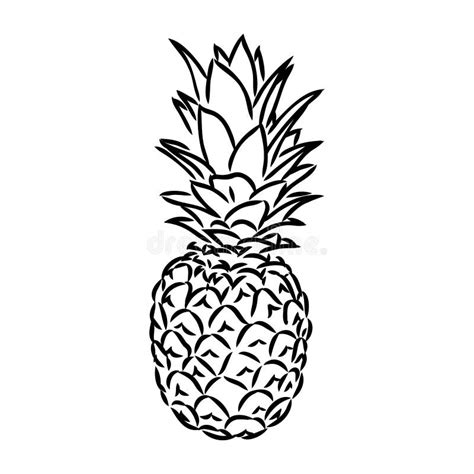 Image Of Pineapple Fruit Vector Black And White Illustration Stock Vector Illustration Of