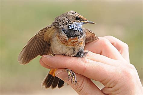 Birds Of Saudi Arabia White Spotted Bluethroat Luscinia Svecica