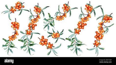 Set Of Medicinal Plant Sea Buckthorn Branches With Fresh Ripe Orange